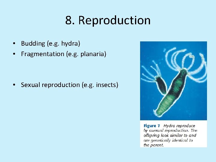 8. Reproduction • Budding (e. g. hydra) • Fragmentation (e. g. planaria) • Sexual