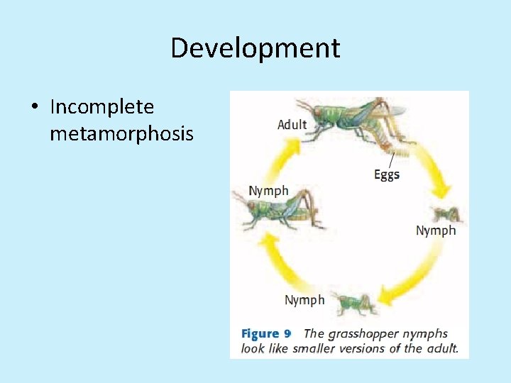 Development • Incomplete metamorphosis 