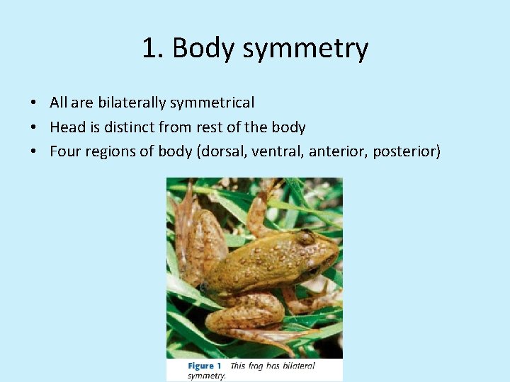 1. Body symmetry • All are bilaterally symmetrical • Head is distinct from rest