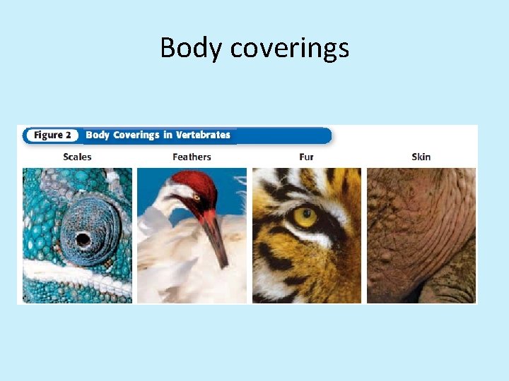 Body coverings 