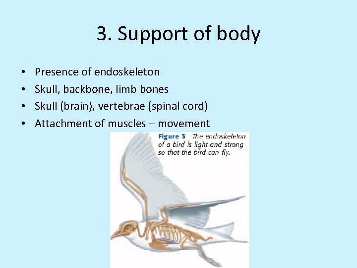 3. Support of body • • Presence of endoskeleton Skull, backbone, limb bones Skull