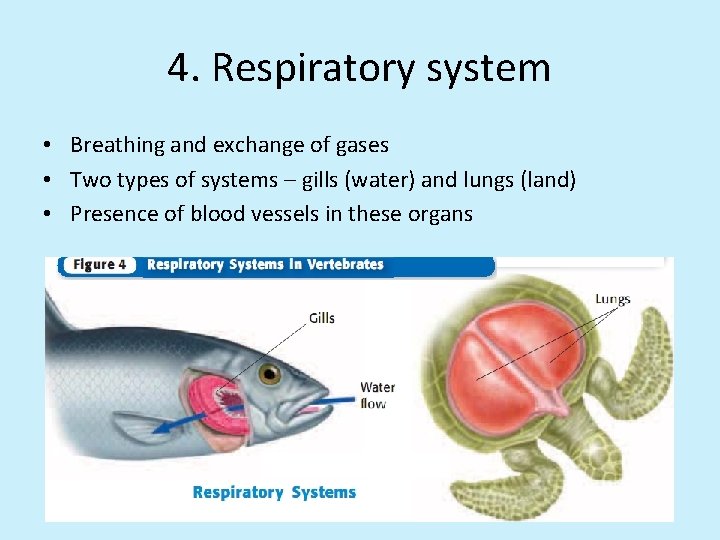 4. Respiratory system • Breathing and exchange of gases • Two types of systems