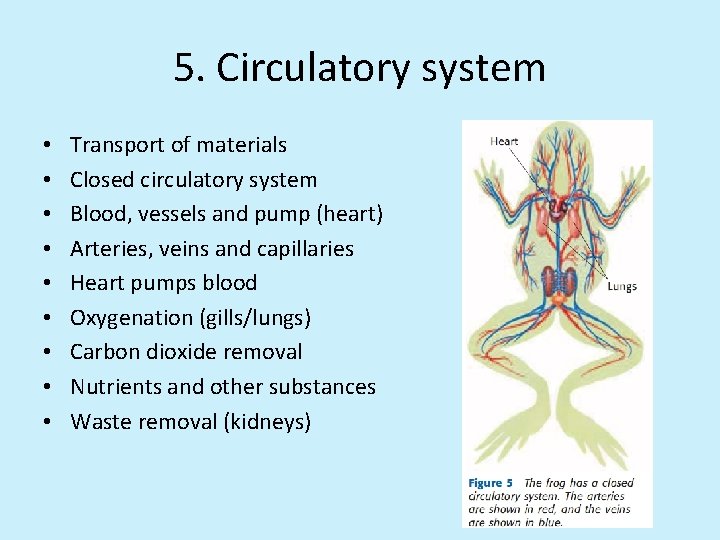 5. Circulatory system • • • Transport of materials Closed circulatory system Blood, vessels