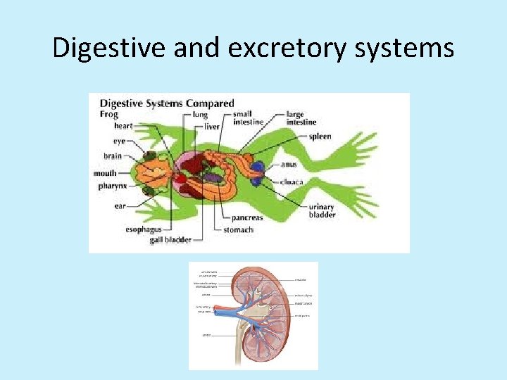 Digestive and excretory systems 