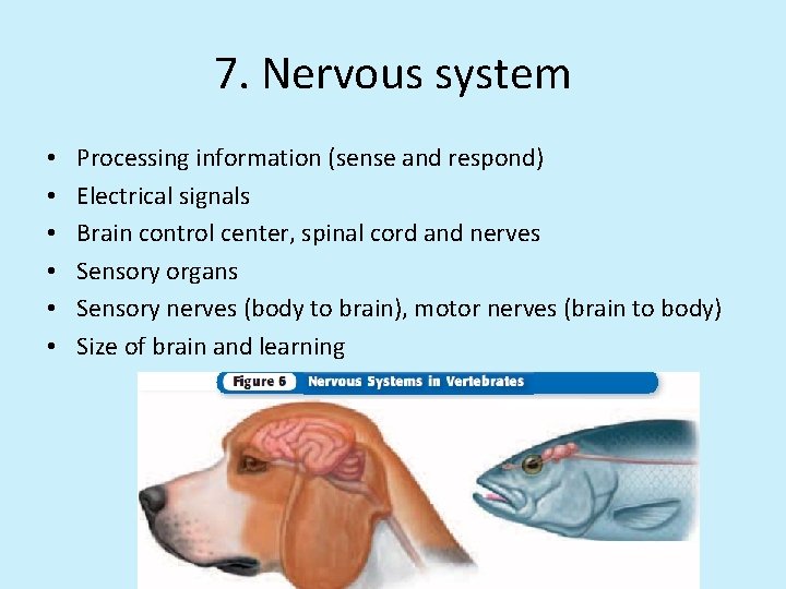 7. Nervous system • • • Processing information (sense and respond) Electrical signals Brain