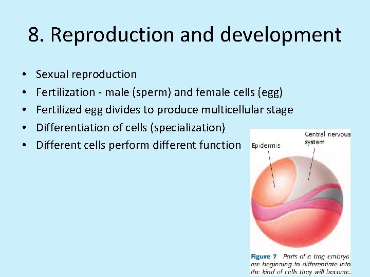 8. Reproduction and development • • • Sexual reproduction Fertilization - male (sperm) and