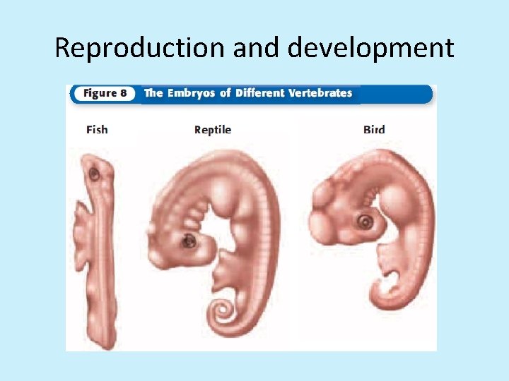 Reproduction and development 