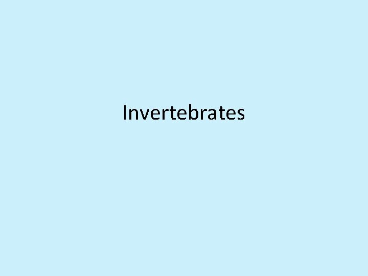 Invertebrates 