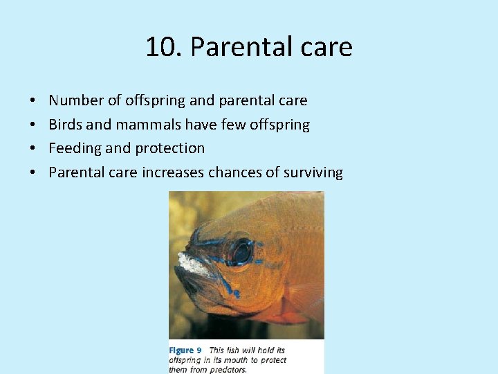 10. Parental care • • Number of offspring and parental care Birds and mammals