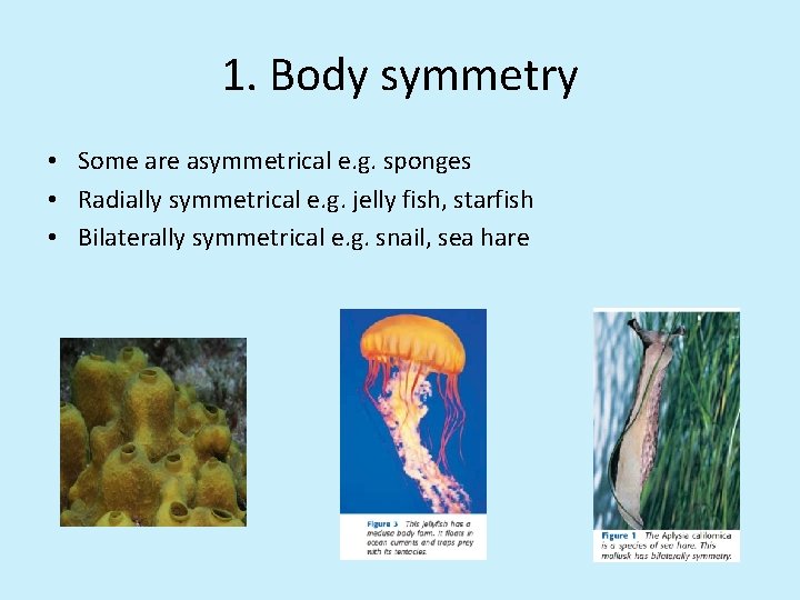 1. Body symmetry • Some are asymmetrical e. g. sponges • Radially symmetrical e.