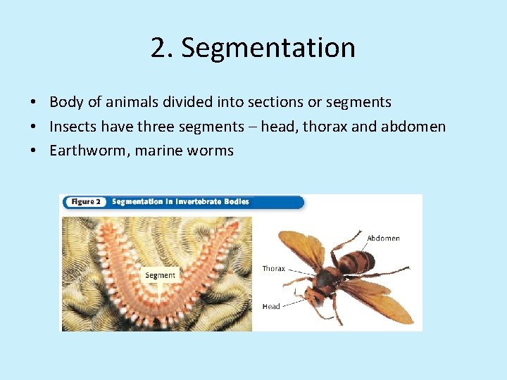 2. Segmentation • Body of animals divided into sections or segments • Insects have