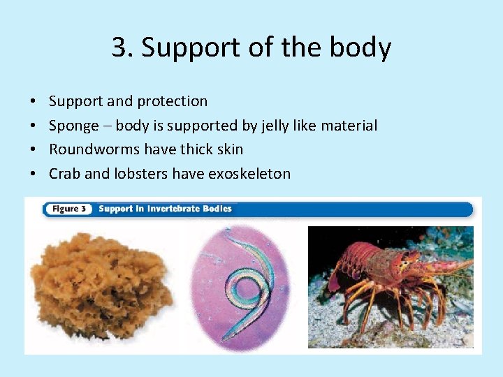 3. Support of the body • • Support and protection Sponge – body is