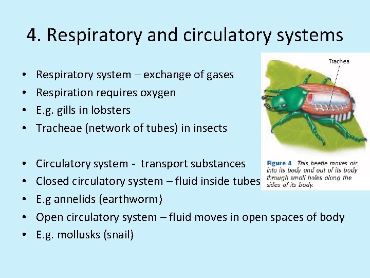 4. Respiratory and circulatory systems • • Respiratory system – exchange of gases Respiration