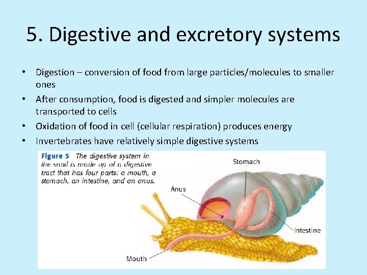5. Digestive and excretory systems • Digestion – conversion of food from large particles/molecules