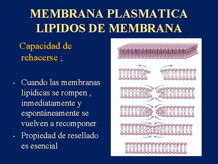 MEMBRANA PLASMATICA LIPIDOS DE MEMBRANA Capacidad de rehacerse ; • • Cuando las membranas