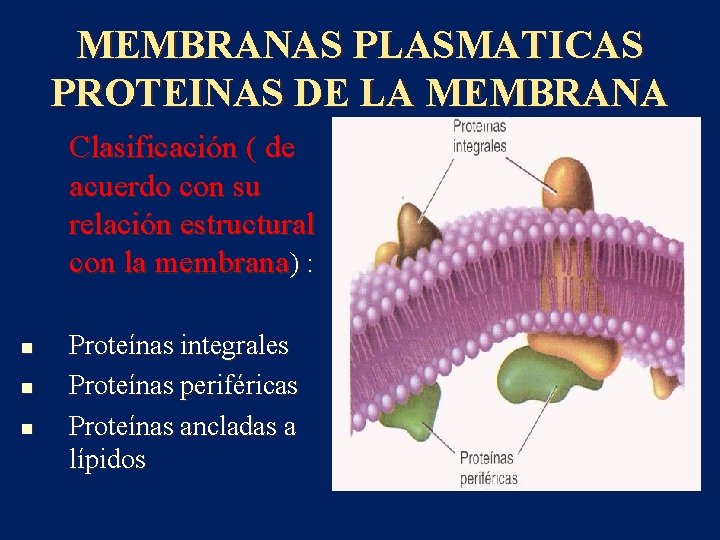 MEMBRANAS PLASMATICAS PROTEINAS DE LA MEMBRANA Clasificación ( de acuerdo con su relación estructural