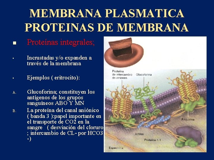 MEMBRANA PLASMATICA PROTEINAS DE MEMBRANA n • • A. B. Proteínas integrales; Incrustadas y/o