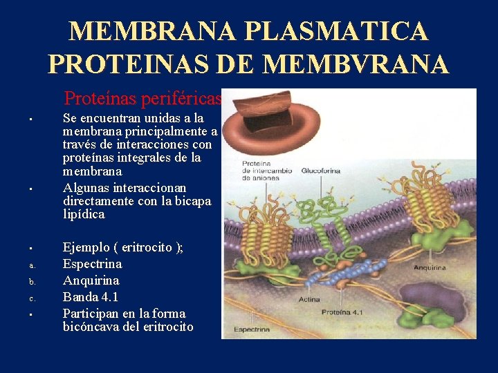 MEMBRANA PLASMATICA PROTEINAS DE MEMBVRANA Proteínas periféricas : • • • a. b. c.