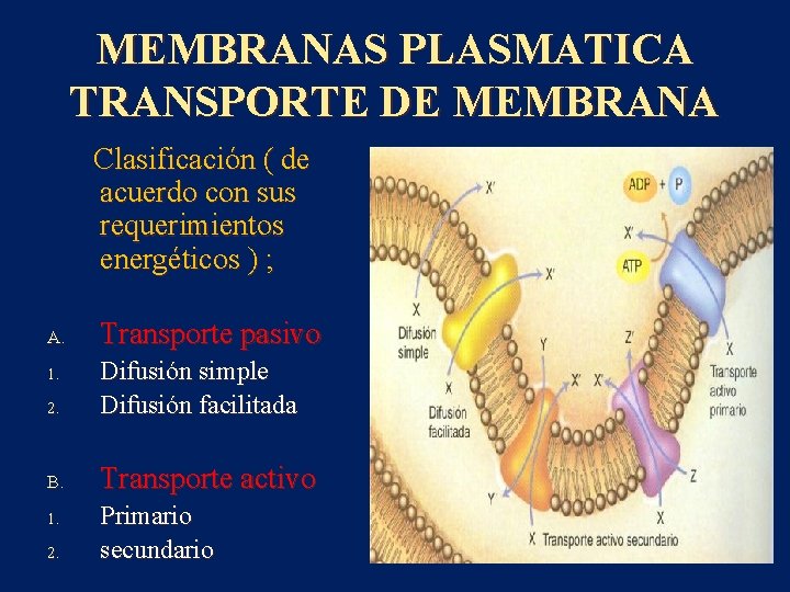 MEMBRANAS PLASMATICA TRANSPORTE DE MEMBRANA Clasificación ( de acuerdo con sus requerimientos energéticos )