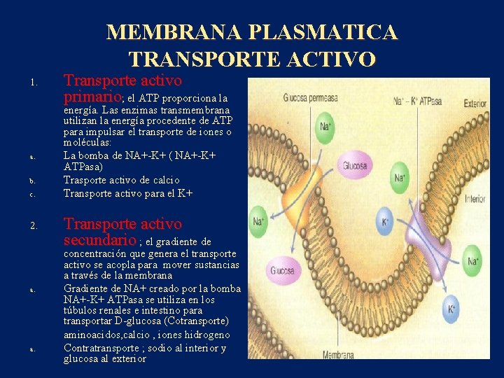 MEMBRANA PLASMATICA TRANSPORTE ACTIVO 1. a. b. c. 2. a. Transporte activo primario; el