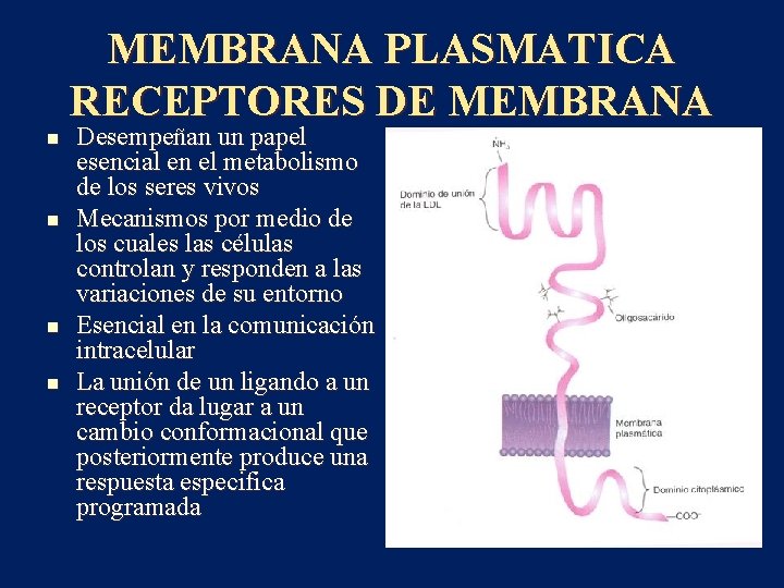 MEMBRANA PLASMATICA RECEPTORES DE MEMBRANA n n Desempeñan un papel esencial en el metabolismo