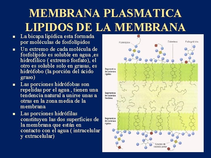 MEMBRANA PLASMATICA LIPIDOS DE LA MEMBRANA n n La bicapa lipídica esta formada por