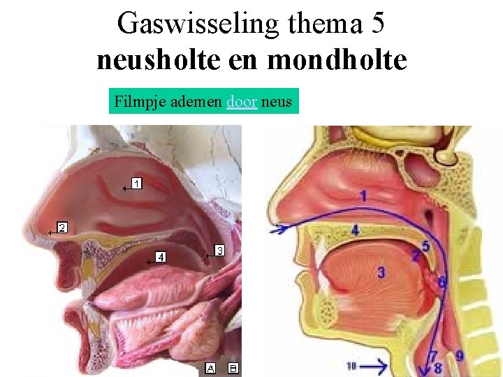 Gaswisseling thema 5 neusholte en mondholte Filmpje ademen door neus 