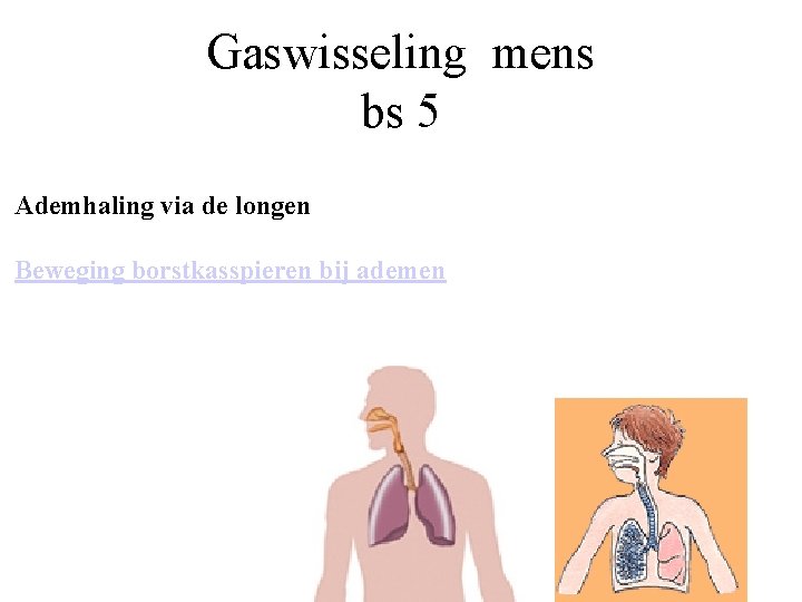 Gaswisseling mens bs 5 Ademhaling via de longen Beweging borstkasspieren bij ademen 