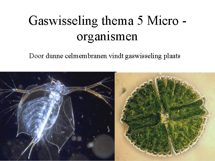 Gaswisseling thema 5 Micro organismen Door dunne celmembranen vindt gaswisseling plaats 