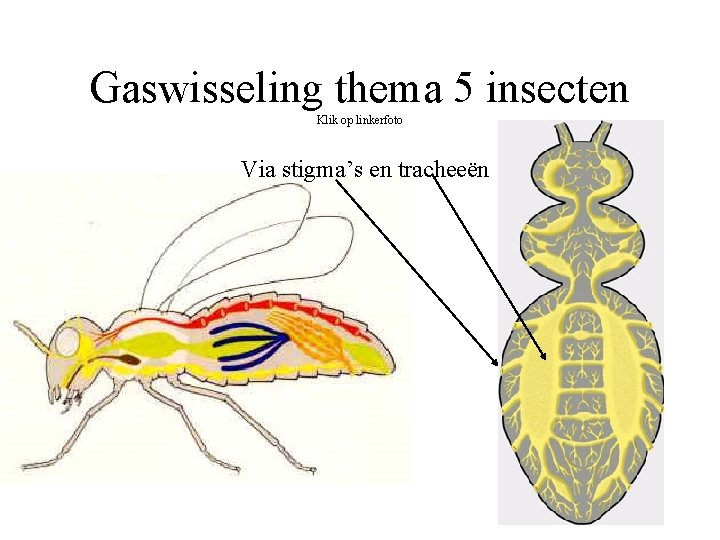 Gaswisseling thema 5 insecten Klik op linkerfoto Via stigma’s en tracheeën 