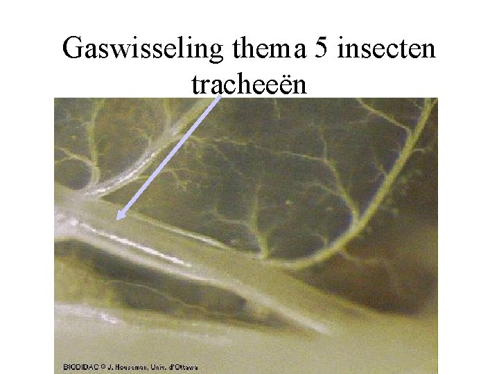 Gaswisseling thema 5 insecten tracheeën 