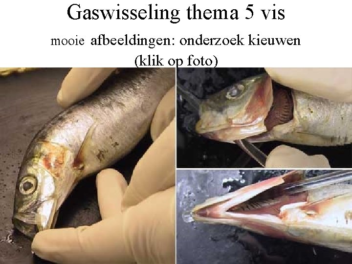 Gaswisseling thema 5 vis mooie afbeeldingen: onderzoek kieuwen (klik op foto) 