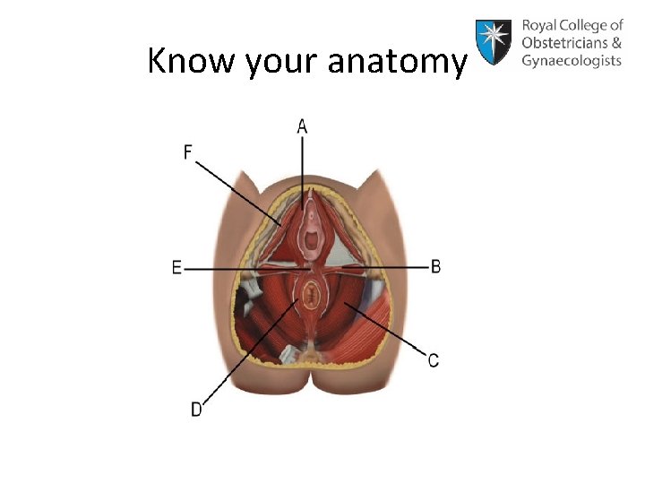 Know your anatomy 