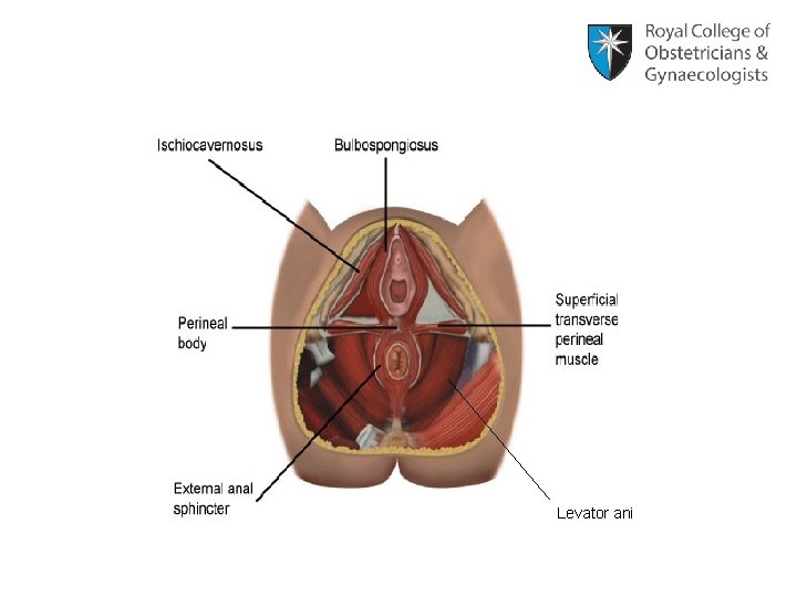 Levator ani 