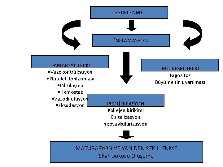 ZEDELENME İNFLAMASYON DAMARSAL TEPKİ • Vazokontrüksüyon • Platelet Toplanması • Pıhtılaşma • Hemostaz •