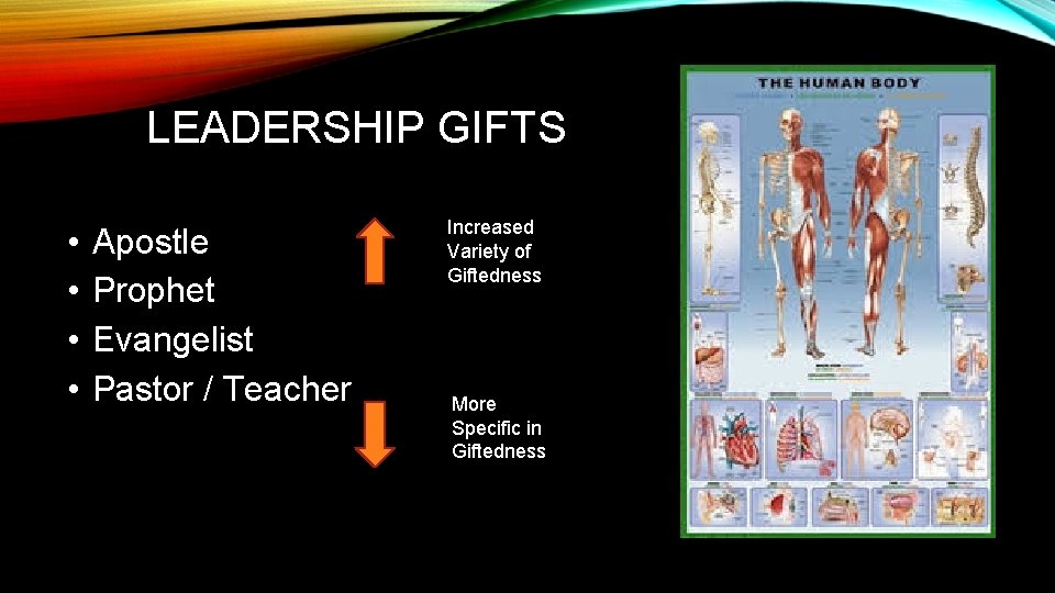 LEADERSHIP GIFTS • • Apostle Prophet Evangelist Pastor / Teacher Increased Variety of Giftedness