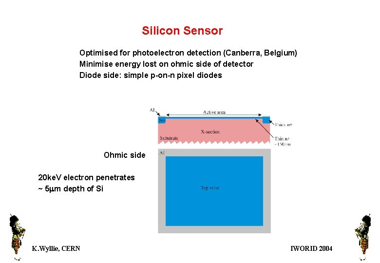 Silicon Sensor Optimised for photoelectron detection (Canberra, Belgium) Minimise energy lost on ohmic side