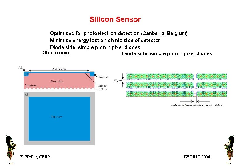 Silicon Sensor Optimised for photoelectron detection (Canberra, Belgium) Minimise energy lost on ohmic side