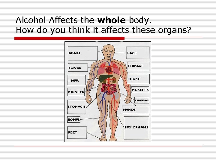 Alcohol Affects the whole body. How do you think it affects these organs? 