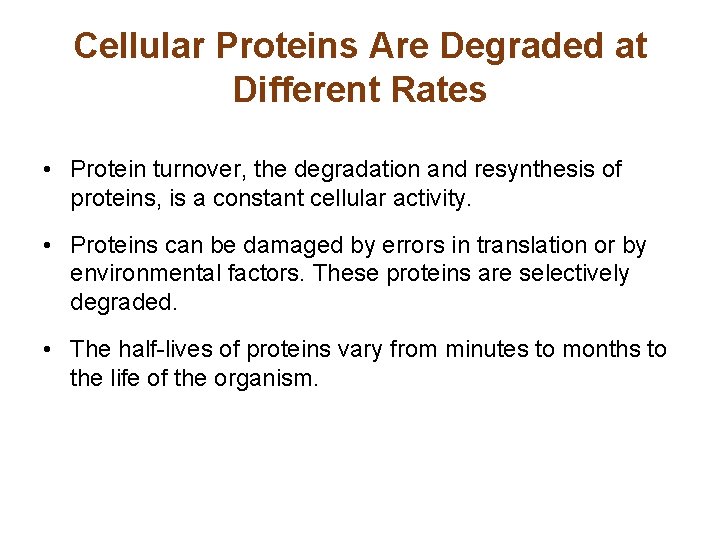 Cellular Proteins Are Degraded at Different Rates • Protein turnover, the degradation and resynthesis