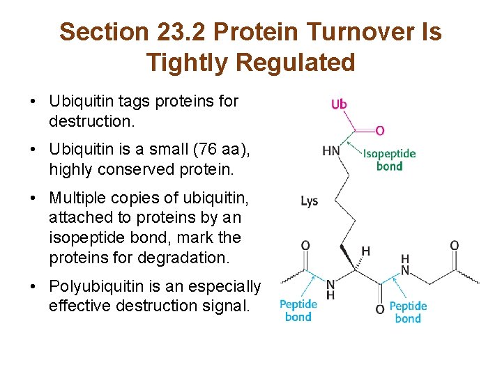 Section 23. 2 Protein Turnover Is Tightly Regulated • Ubiquitin tags proteins for destruction.