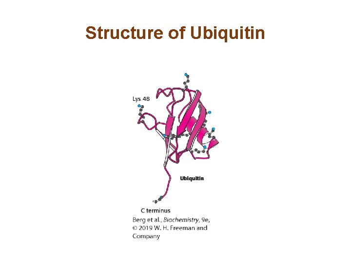 Structure of Ubiquitin 