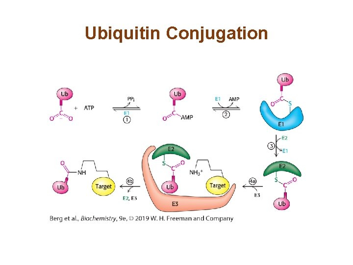 Ubiquitin Conjugation 