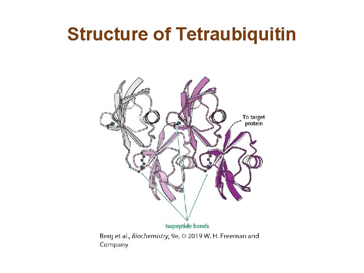 Structure of Tetraubiquitin 