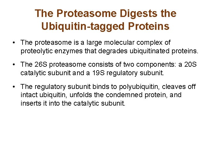 The Proteasome Digests the Ubiquitin-tagged Proteins • The proteasome is a large molecular complex