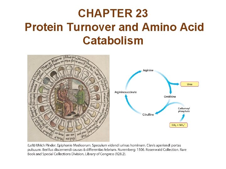 CHAPTER 23 Protein Turnover and Amino Acid Catabolism 