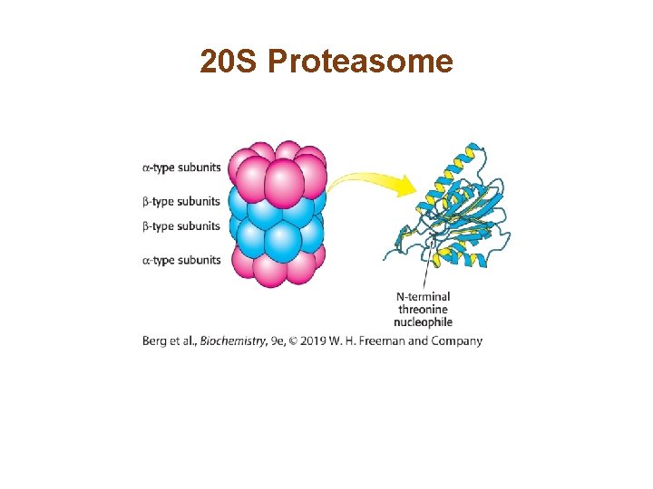 20 S Proteasome 