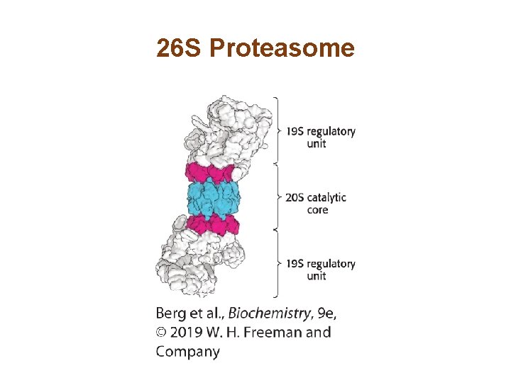 26 S Proteasome 