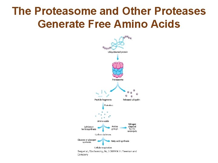 The Proteasome and Other Proteases Generate Free Amino Acids 
