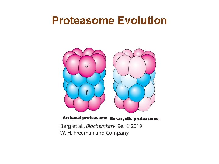 Proteasome Evolution 